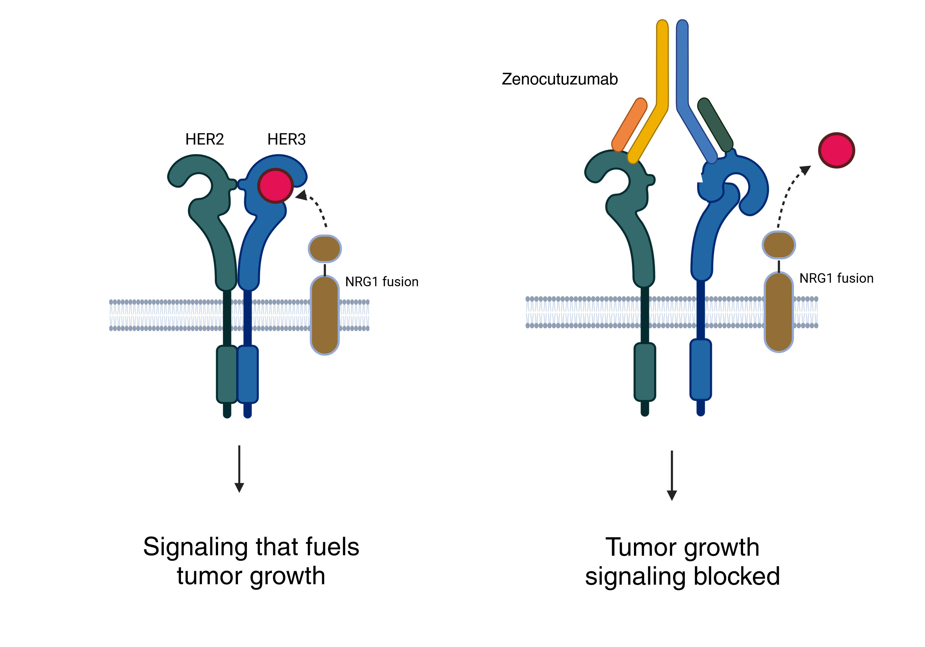 Bizengri Approved to Treat Some Lung, Pancreatic Cancers - NCI